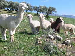 Alpacas at the Ronda cattle fair