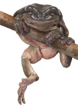 Beware of the toad
