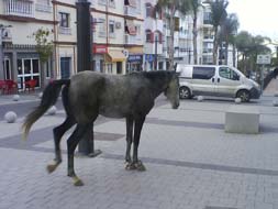 Round up of this week's news from Costa del Sol and inland towns and villages