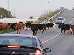 Herd of cows makes its presence known in Guadalmar
