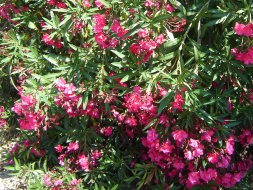 Oleander - value for money