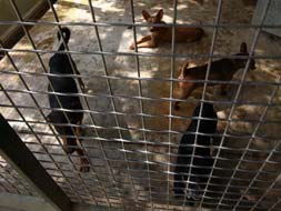 Defenceless victims of the crisis