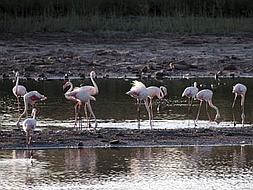 Bird numbers in Malaga’s wetlands have doubled this year due to heavy rainfall