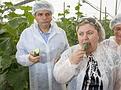 Unfounded cucumber scare causes million euro losses