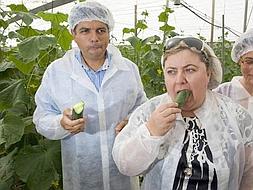 Unfounded cucumber scare causes million euro losses