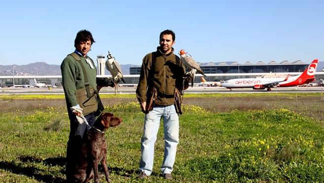 Members of the falconry team at Malaga airport.