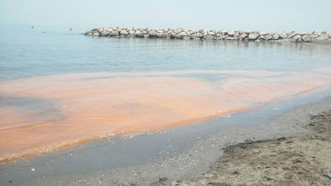 Sardine and anchovy roe and algae turn sea orange on the Costa del Sol