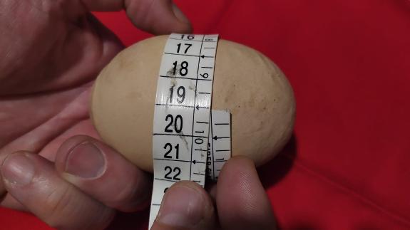 Record-breaking egg weighs 182 grammes - Vimarsana News